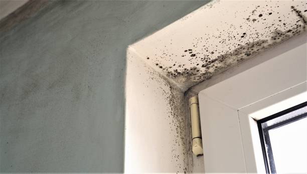 Best Basement Mold Removal  in Berkshire Lakes, FL