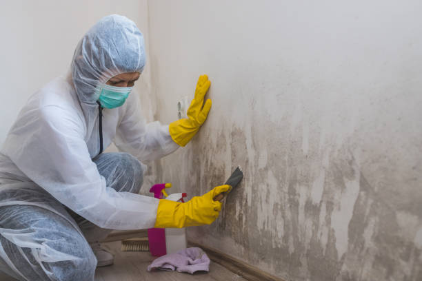 Best Mold Odor Removal Services  in Berkshire Lakes, FL