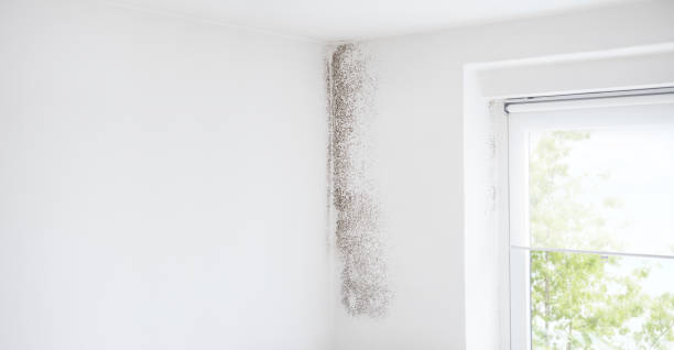 Best Residential Mold Inspection & Testing  in Berkshire Lakes, FL