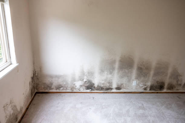 Best Emergency Mold Remediation  in Berkshire Lakes, FL