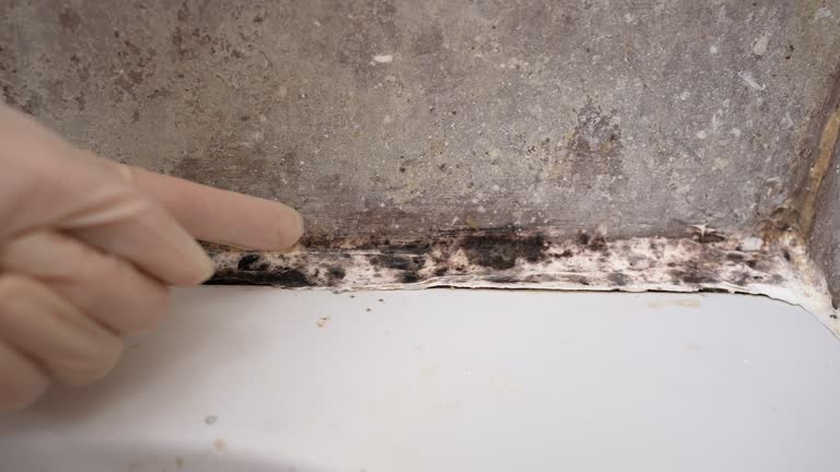 Best Water Damage & Mold Remediation  in Berkshire Lakes, FL