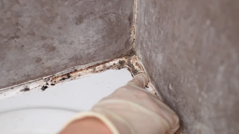 Best Mold Damage Restoration  in Berkshire Lakes, FL